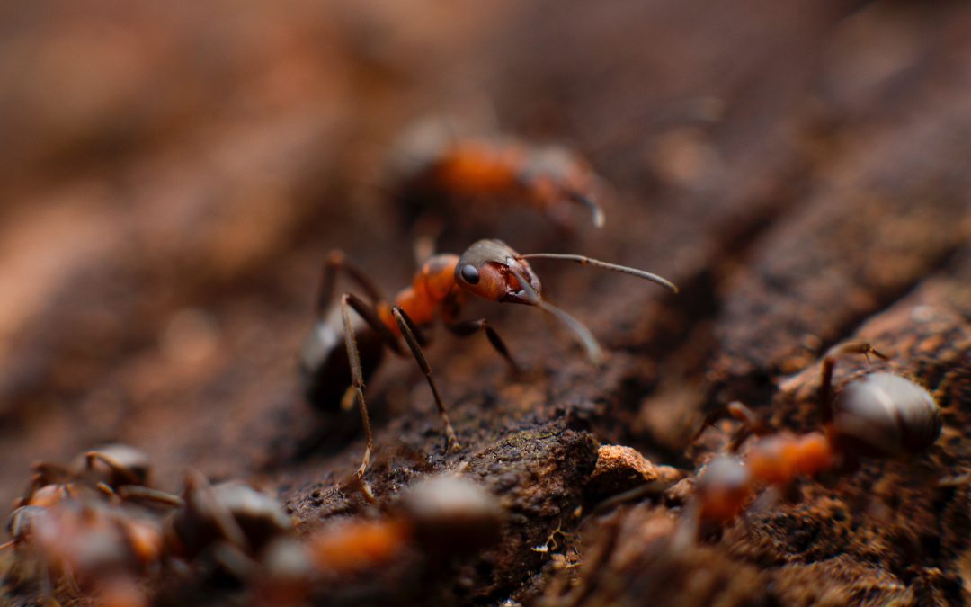 Are You Living as a Piss-ant Avoiding Being Trampled, or As a Powerful, Purposeful Being?